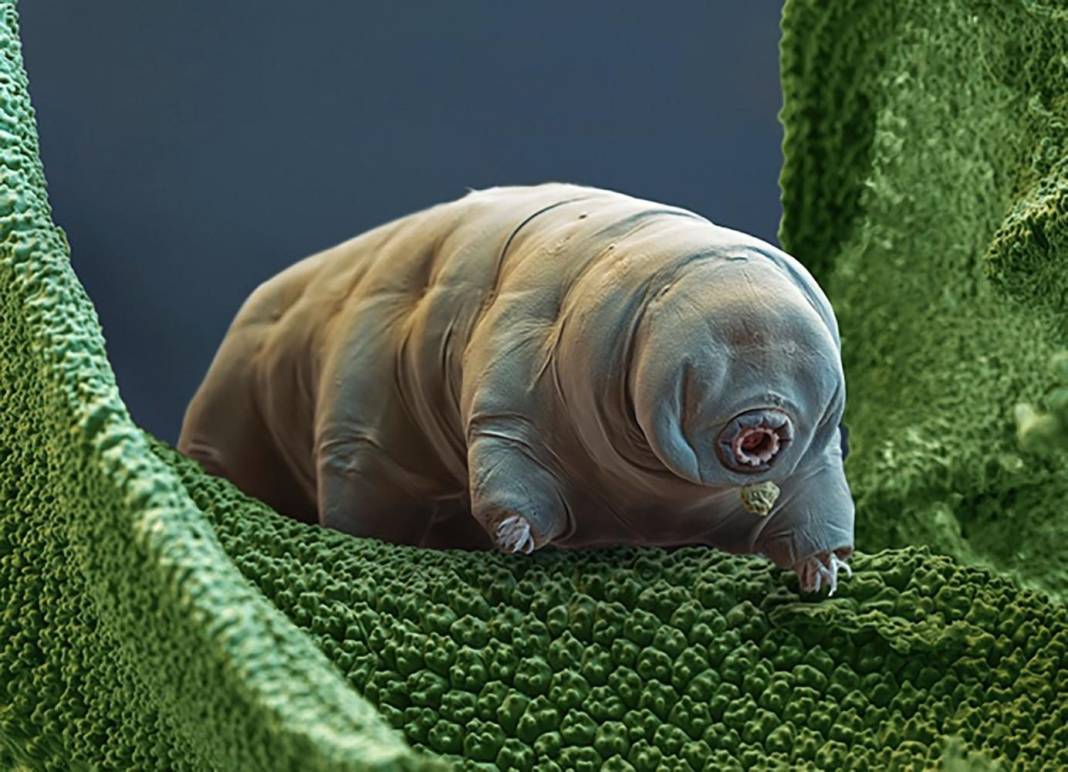 Tardigrad nedir? 12